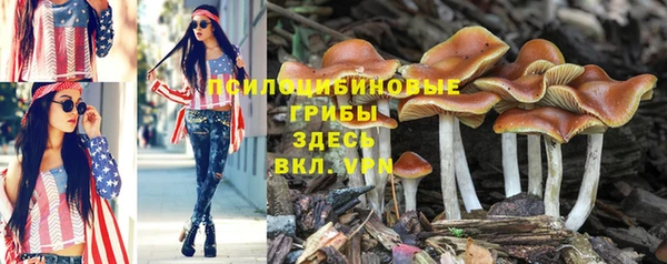 прущие грибы Алексеевка